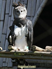 Harpy Eagle