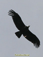 Andean Condor