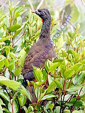 Andean_Guan