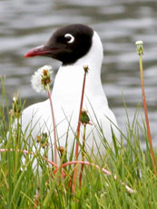 Andean Gull