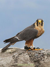 Aplomado Falcon