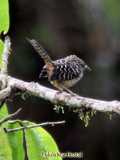 Band-backed Wren_Campylorhynchus  zonatus