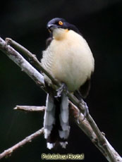 Black-capped Donacobius