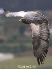 Black-chested Buzzard Eagle