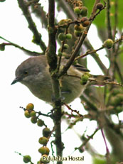 Black-faced Dacnis Dacnis lineata