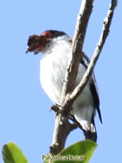 Black-tailed Tityra