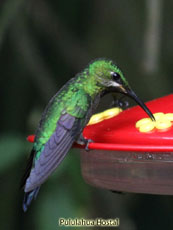 Black-throated Brillant Female