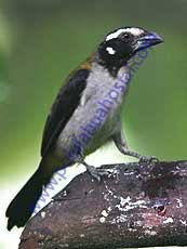 Black-winged Saltador