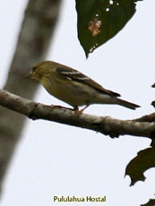 Blackpoll Warbler