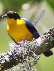 Blue-Winged-Mountain-Tanager