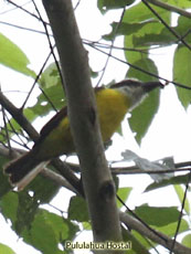 Boat-billed Flycatcher