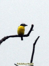 Boat-billed Flycatcher