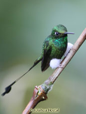 Booted-Racket-tail_Ocreatus-underwoodii