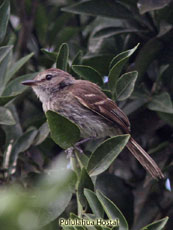 Bran-colored Flycatcher_Myiophobus fasciatus