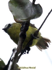 Brown-capped Tyrannulet