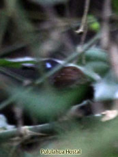 Chestnut-backed Antbird