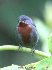 Chestnut-bellied Seedeater_0333.jpg