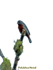 Chestnut-bellied Seedeater