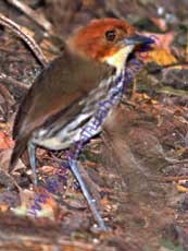 Chestnut-crowned_Antpitta