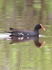 Common Gallinule