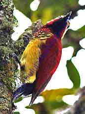 Crimson-mantled Woodpecker