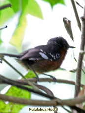 Dot-winged Antwren