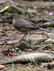 Ecuadorian Thrush