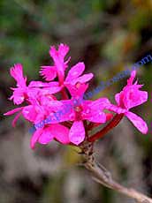 Epidendrum quitensium