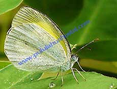 Eurema daira