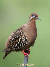 Galapagos Dove