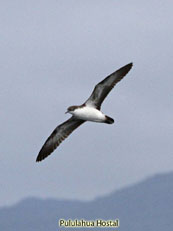 Galapagos Shearwater