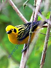 Golden_Tanager