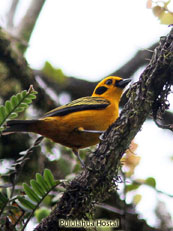 Golden Tanager