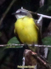 Gray-capped Flycatcher - Myiozetes granadensis