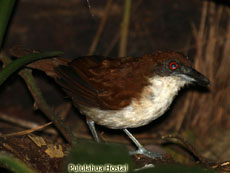 Great Antshrike