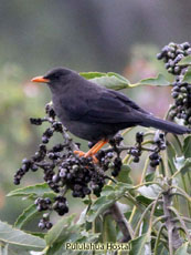 Great Thrush