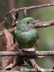 Green-Manakin