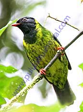 Green-and-black Fruiteater