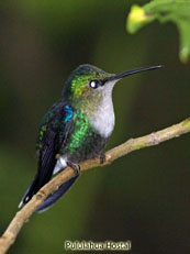 Green-crowened Woodnymph_Thalurania fannyi