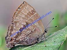 Hairstreak sp