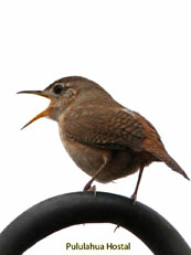 House-Wren_Troglodytes-aedon