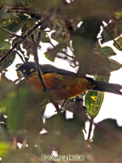 Lacrimose Mountain Tanager _Anisognathus lacrymosus