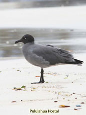 Lava Gull