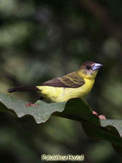 Lemon-rumped Tanager