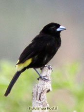 Lemon-rumped Tanager