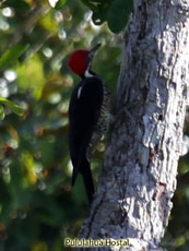 Lineated Woodpecker