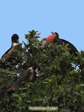 Magnificent Frigatebird