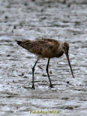 Marbled Godwit