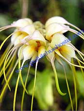 Masdevallia sp