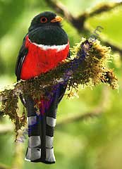 Masked Trogon